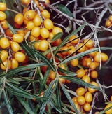 SanddornKrummer SanddornKrummer