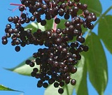 sambucus_nigra sambucus_nigra